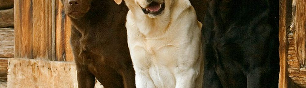 labrador-herplaatser