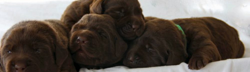 bruine labradorpups