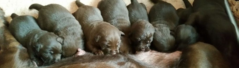 bruine labradorpups