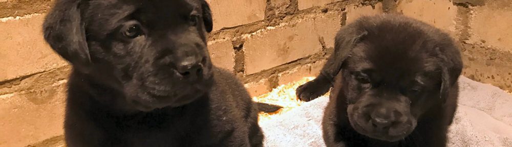 zwarte reutjes labrador