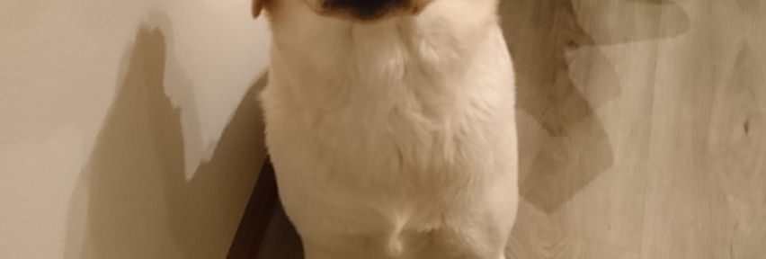 gele labrador herplaatser