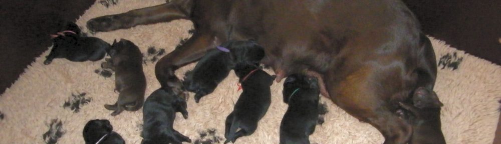 zwarte labradorpups